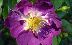 «Ліани» серед троянд: цікаві сорти і основний догляд 