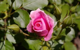 Весна прийшла в розарій: розкриваємо, обрізаємо та захищаємо троянди 