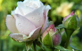 Троянди, свіжі та прекрасні: бутони і пелюстки в домашній кулінарії, косметології та медицині 