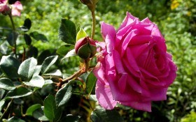 Сади, де квітнуть королеви: троянди у ландшафтному дизайні 
