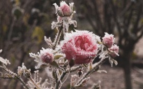 Під теплим покривалом: як вкривати на зиму різні види троянд  