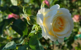 Декоративний впродовж сезону: правила створення квітучого розарію у садибі 