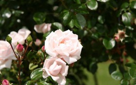 Гарні і витривалі: сорти троянд, що не бояться заморозків  