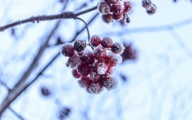 В студеную зимнюю пору: защищаем плодовый сад...  