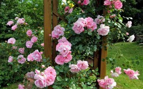 Вінок запашних троянд: правила облаштування розарію  