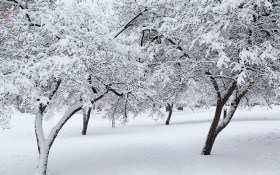 Зимові негаразди: як захистити плодові дерева у саду від підмерзання 