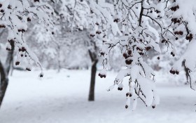 Сонце на літо – зима на мороз: календар робіт у саду в січні 