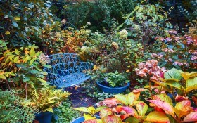 Растения с яркими декоративными листьями— акцент осеннего сада