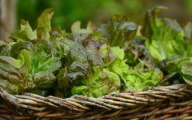 О пользе выращивания сортов листового салата...