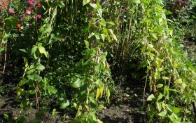 Огородная "неженка": выращиваем спаржевую вигну 