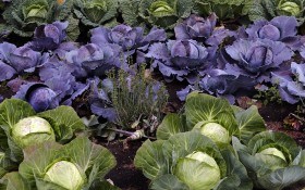 Ростіть великі та смачні: дорощування овочевих рослин після збору врожаю 