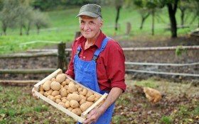 Когда собирать урожай картошки 