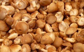 Смачно і корисно: чому варто вирощувати та споживати їстівні види культивованих грибів  