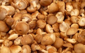 Еліксир життя: культивування грибів шіїтаке екстенсивним способом 