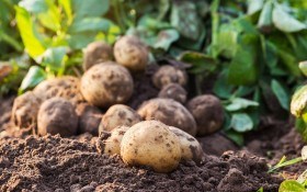  Топовий захист картоплі від шкідників та хвороб бульб