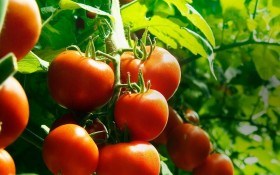 Стимулятор роста «Паслиний» для рекордных урожаев томатов, перца и баклажан