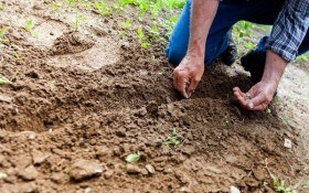 Пора сеять огород: повторные посевы в июне