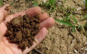 Як справдити мрію про здоровий ґрунт: будуємо на городі вермибашту   