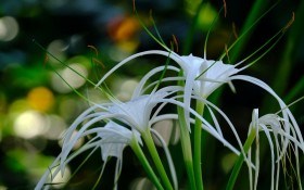 Чарівна квітка — гіменокаліс: посадка, вирощування та розмноження рослин 