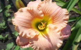 Величезні квітки, розкішні волоті: рослини для красивого квітника