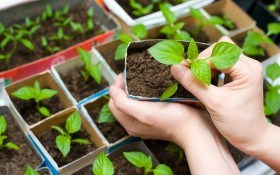 Хай розсада буде здорова: правила пророщування насіння овочевих культур  