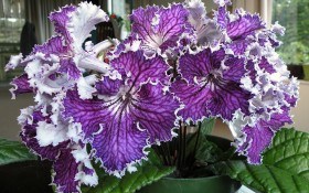 Стрептокарпус: выращивание необычного цветка у себя дома