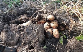 Сила відновлення: випробуваний метод омолодження старих сортів картоплі 