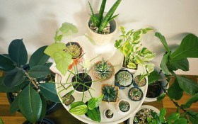 Разом веселіше: правила створення групових композицій з кімнатних рослин 