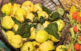 Золоті плоди для краси і здоров'я: лікувальні та харчові властивості айви 