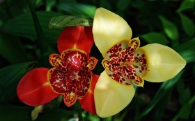 Тигридия — экзотический "тюльпан" ацтеков
