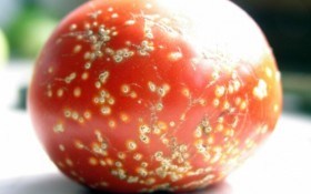 Бактериальный рак томатов: признаки и меры борьбы