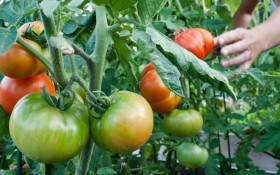 Сухая пятнистость или альтернариоз томатов 