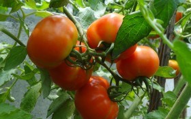 Здоровий врожай огірків та томатів на столі 