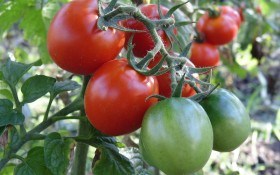 Томаты в августе: разгар "помидорного" сезона
