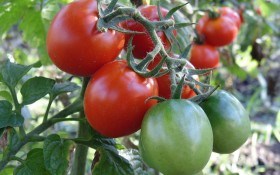 Сеем по-новому! Безрассадное выращивание томатов