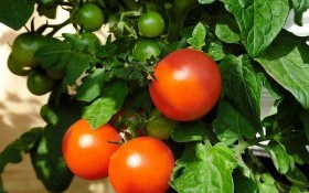 На "зимових грядках": вирощуємо помідори у кімнаті 