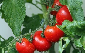 Уплотненные томаты: как получить повышенный урожай с небольшой площади 