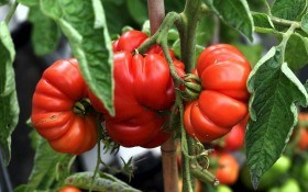 Краса і гордість городника: як отримати високі врожаї помідорів у захищеному ґрунті 