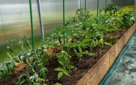 Пастки для білокрилки: захист рослин від тепличного шкідника 