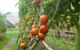 Раціон для овочів: терміни та види підживлення для городніх культур  