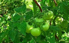Справа у листі: агроприйоми від практика для гарного врожаю помідорів  