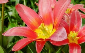 Про Грейга, Кауфмана та Фостера: класи ботанічних тюльпанів та їх використання в дизайні саду 