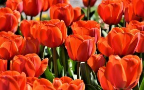 Для краси і здоров'я квітника: захищаємо тюльпани від хвороб 