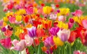 Квіти, оповиті легендами: тюльпани. Історія культури, види та сорти, поради з агротехніки  