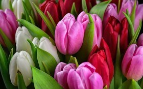 Основи вигонки тюльпанів: вирощуємо квіти до зимових та весняних свят 