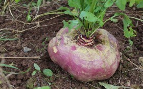 Щедра бруква: особливості агротехніки та використання культури у господарстві 