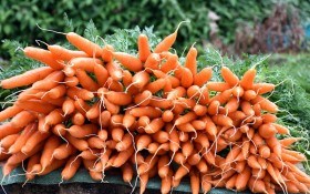 Корінці зі знаком "плюс": вирощуємо столову моркву
