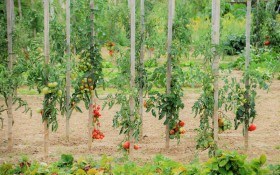Їх королівська високість: агротехніка для продуктивності високорослих помідорів 