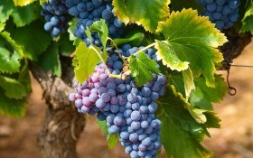 Рецепт хорошего урожая: неукрывные сорта винограда