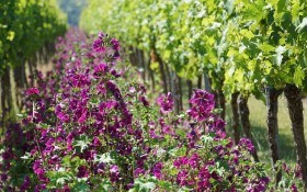 Виноградарство: що робити у липні 
